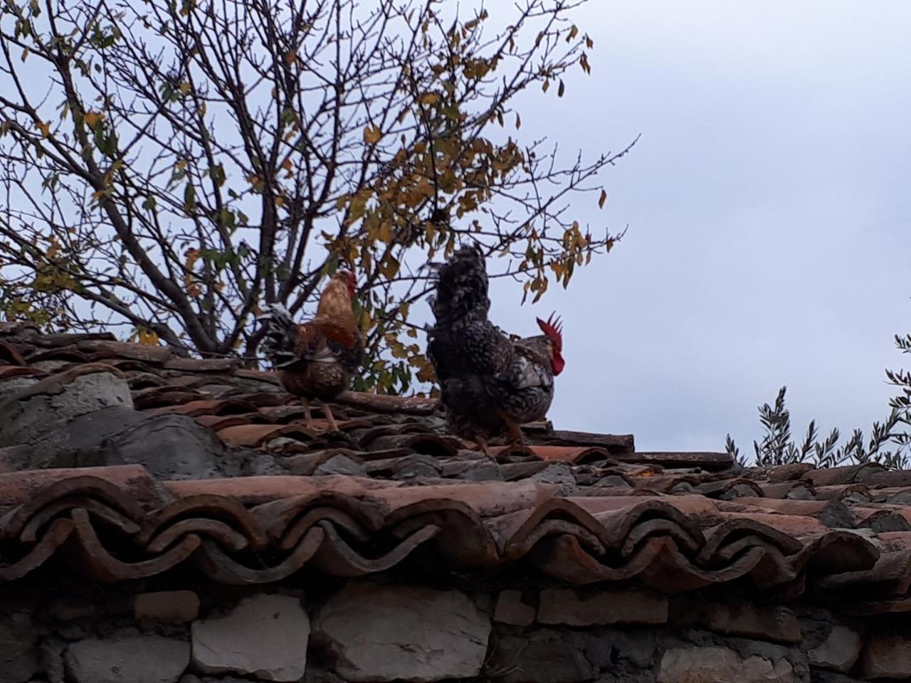 Hotel Omer The Ottoman House Berat Exterior foto